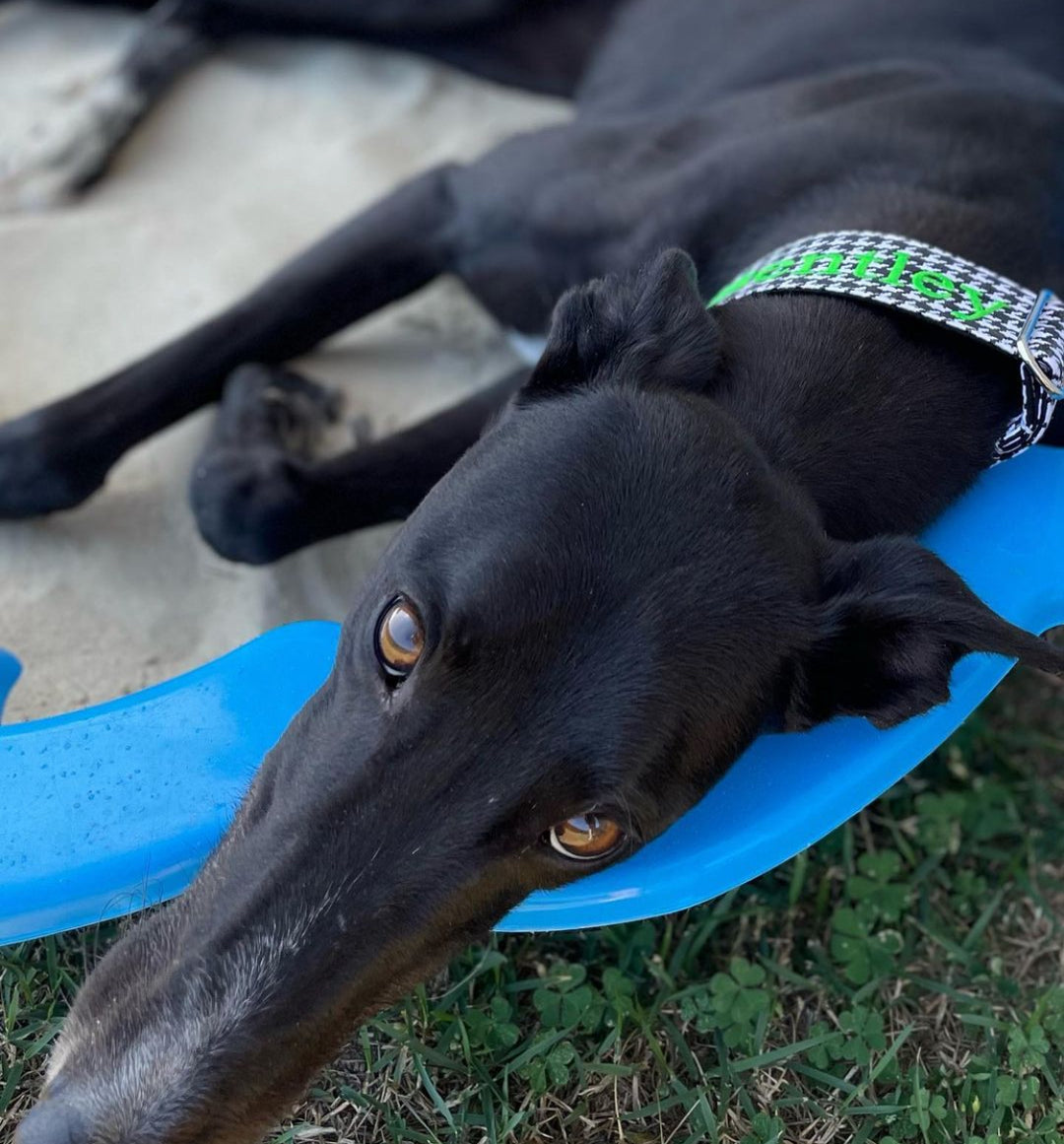 Bentley the greyhound dog relaxing in a sand pit wearing a personalised martingale collar