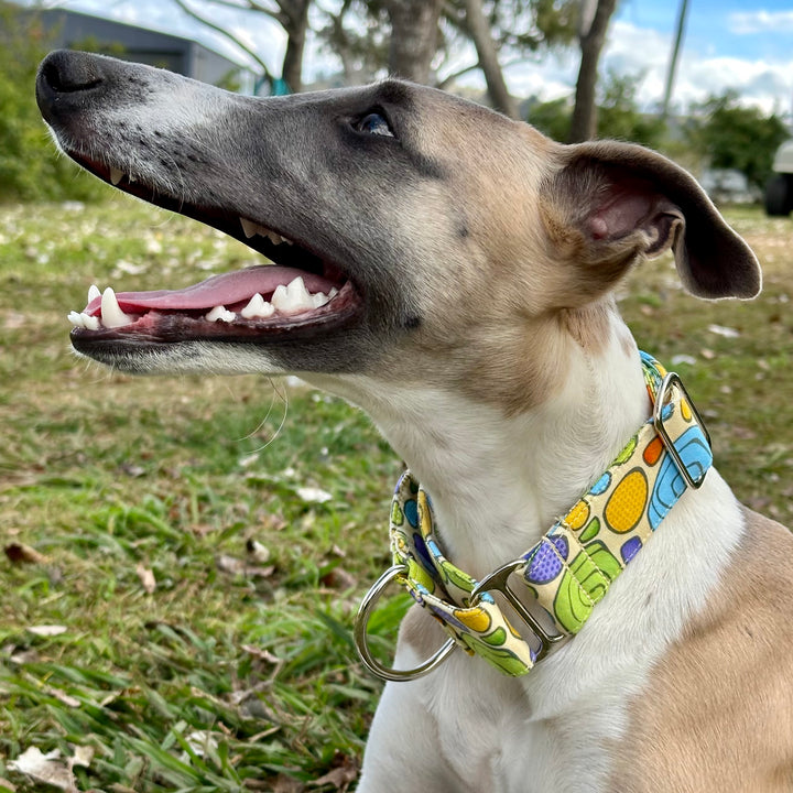 Martingale Collar - Garden Party Groove