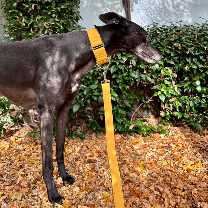 Martingale Collar - Golden Harvest