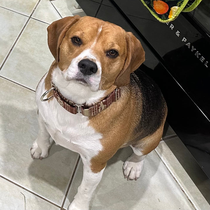Martingale Collar - Desert Dusk