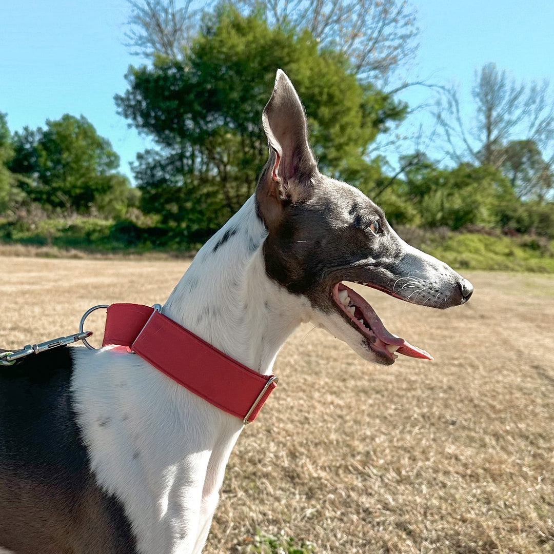 Martingale Collar - Ruby Glow