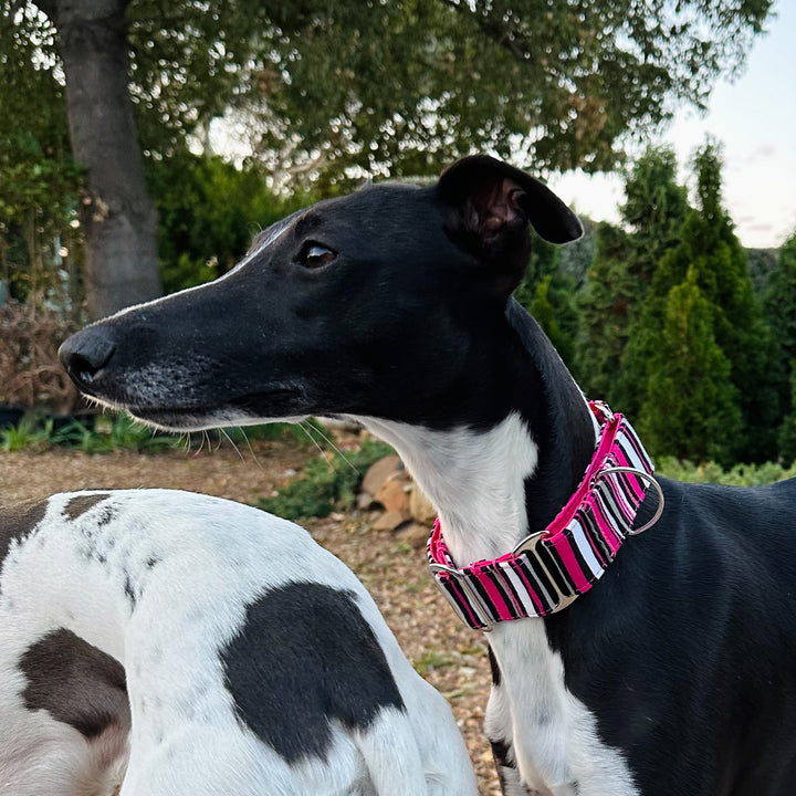 Martingale Collar - Raspberry Liquorice