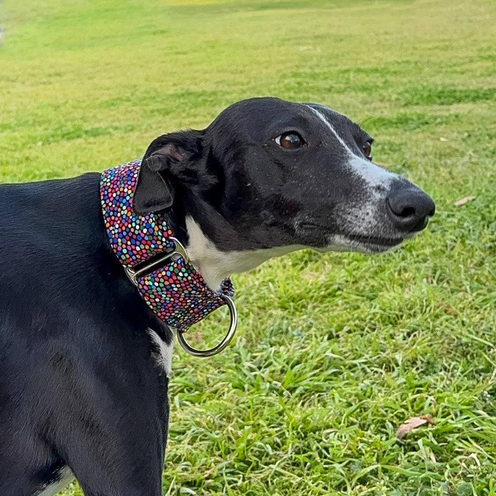 Whippet wearing rainbow martingale collar