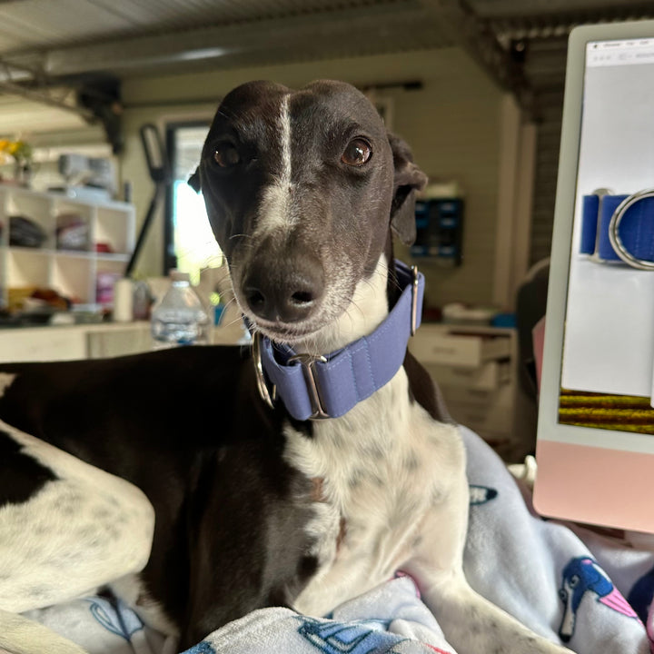 Martingale Collar - Frosted Sky