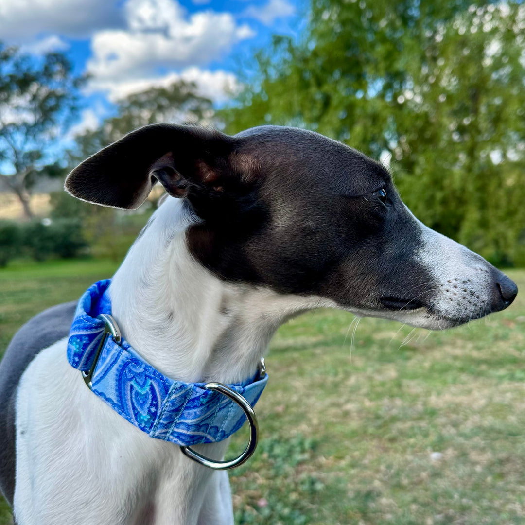 Martingale Collar - Azure Elegance