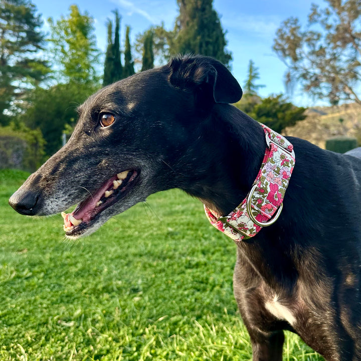 Martingale Collar - Garden Gala Twilight