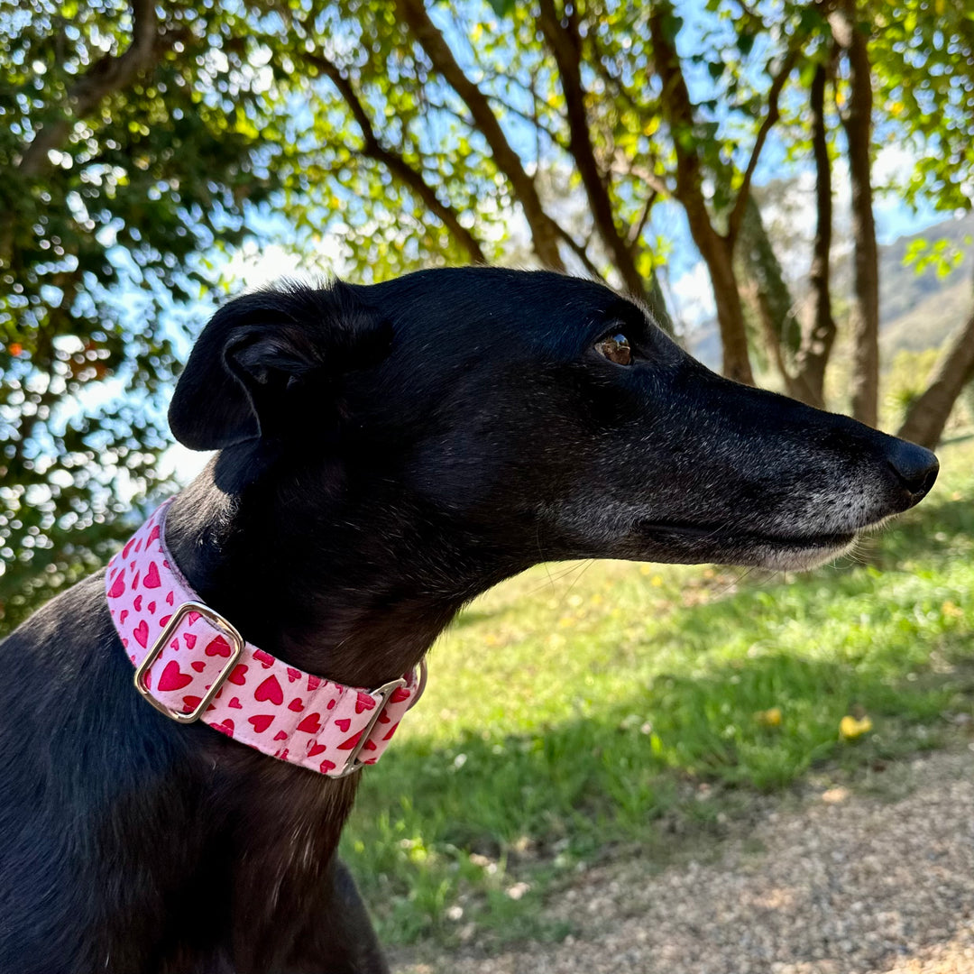 Profile view of a black greyhound wearing a pink martingale collar adorned with darker pink hearts. The dog is outdoors with a blurred background of green trees and blue sky, emphasizing a serene natural setting.