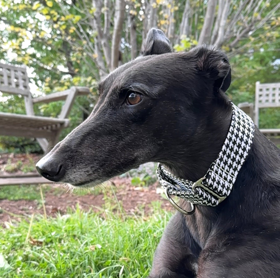 Greyhound in a park wearing black and white houndstooth martingale collar