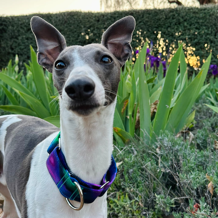 Martingale Collar - Cosmic Canine Dream