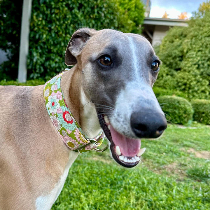 Martingale Collar - Floral Mosaic Meadow Garden