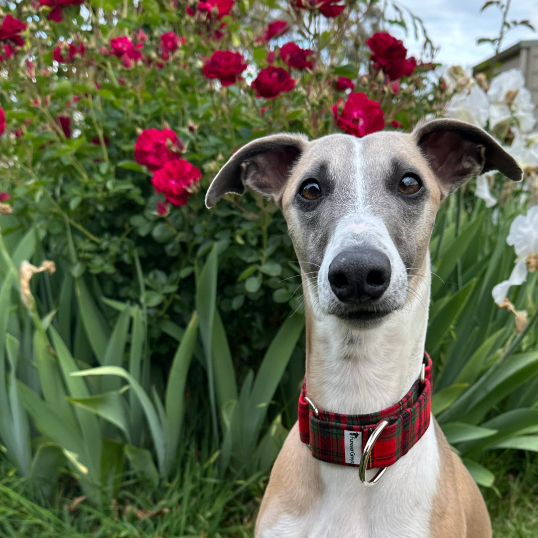 Martingale Collar - Plaid About You