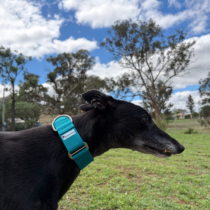 Martingale Collar - Lagoon Teal