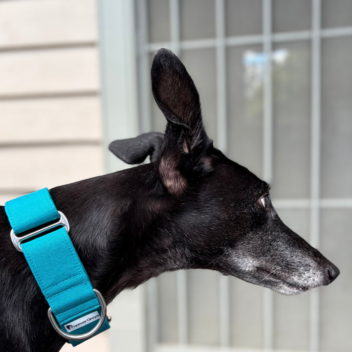 Martingale Collar - Lagoon Teal