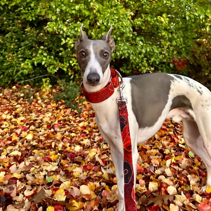 Martingale Collar - Dreamtime Dots