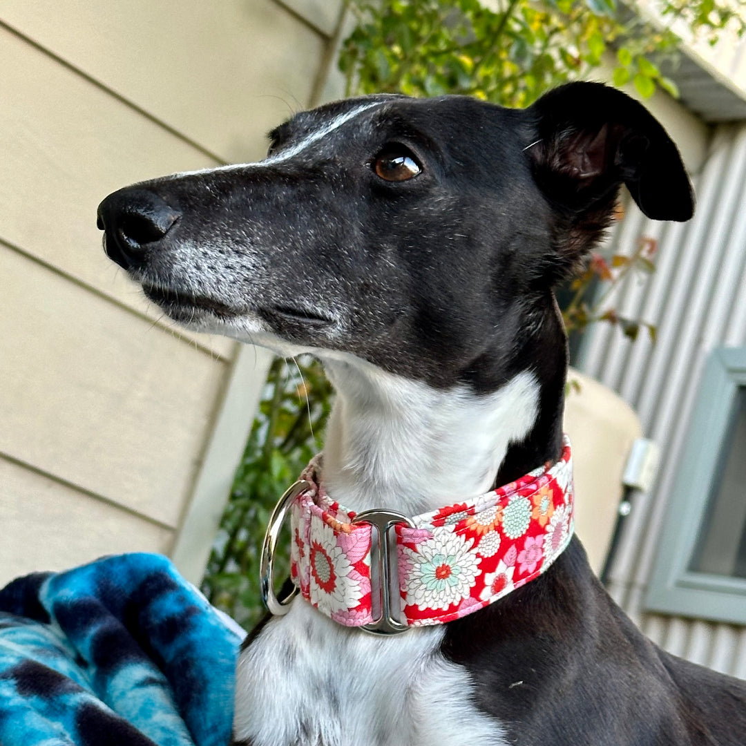 Martingale Collar - Floral Mosaic Scarlet