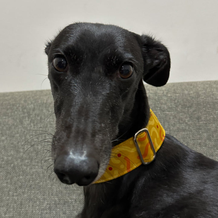 Martingale Collar - Sunshine Squiggle