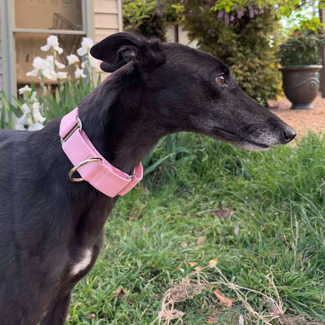 Martingale Collar - Blush Harmony