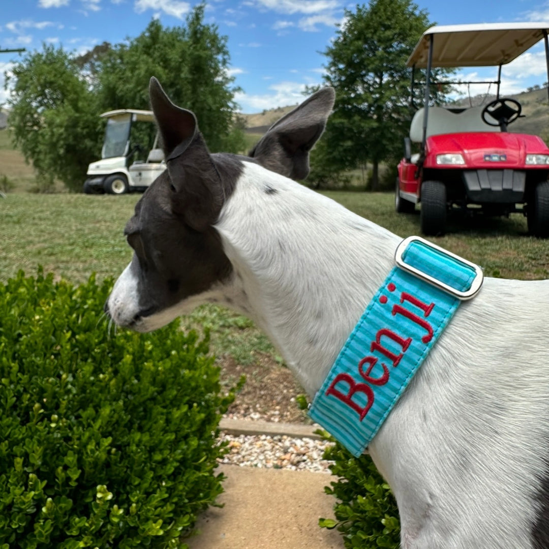 Design Your Collar - Spectrum Stripes Custom Martingale