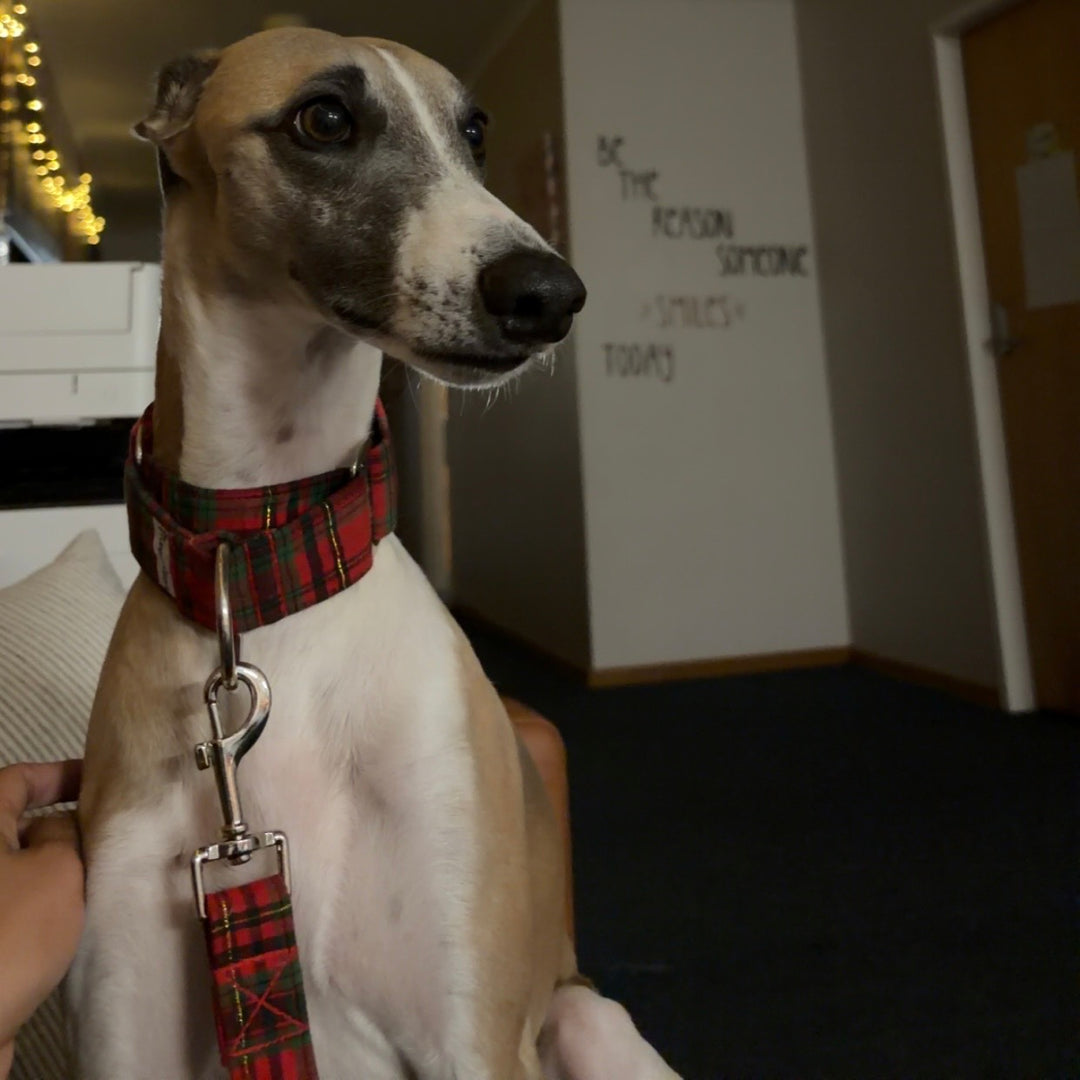 Martingale Collar - Plaid About You