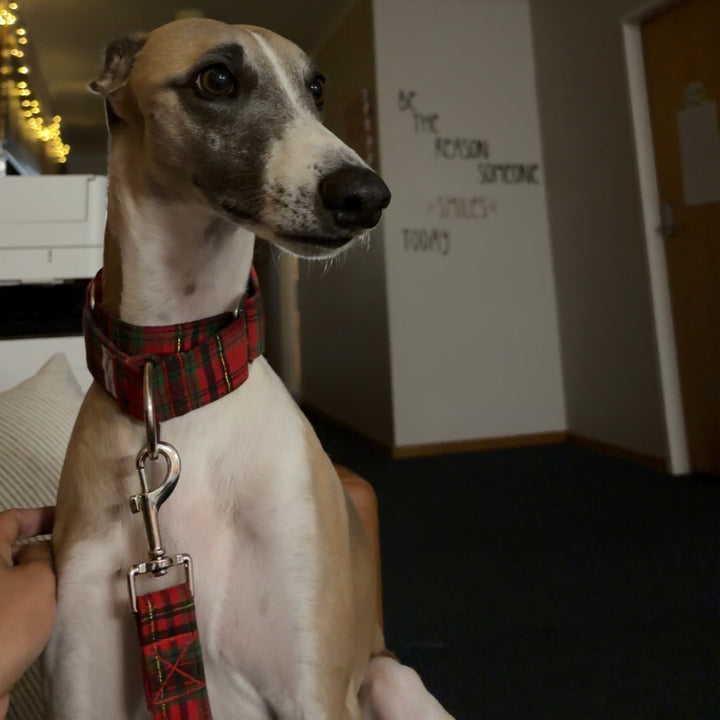 Martingale Collar - Plaid About You