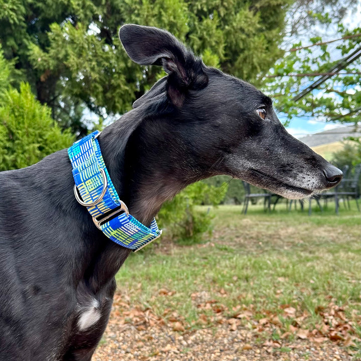 Martingale Collar - Electric Rhythm