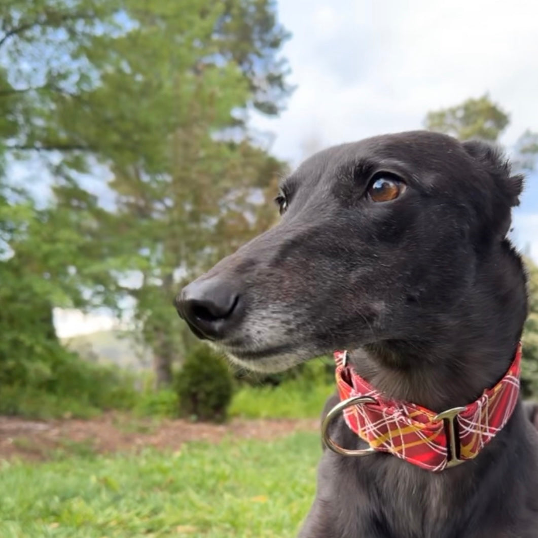 Martingale Collar - Ruby Rendezvous