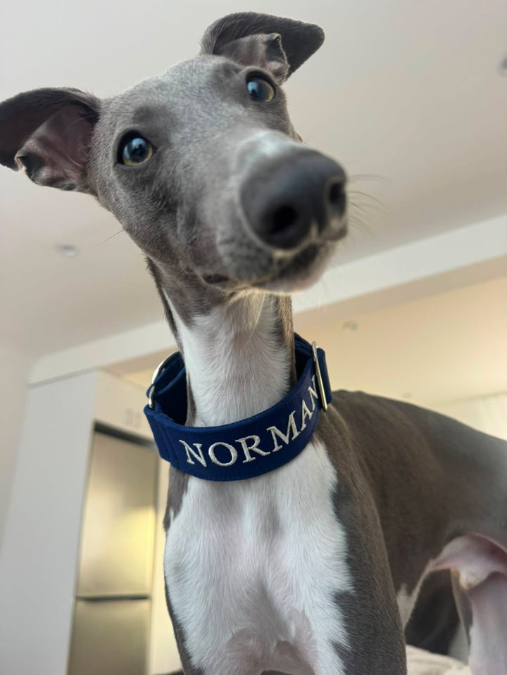 Martingale Collar - Classic Navy