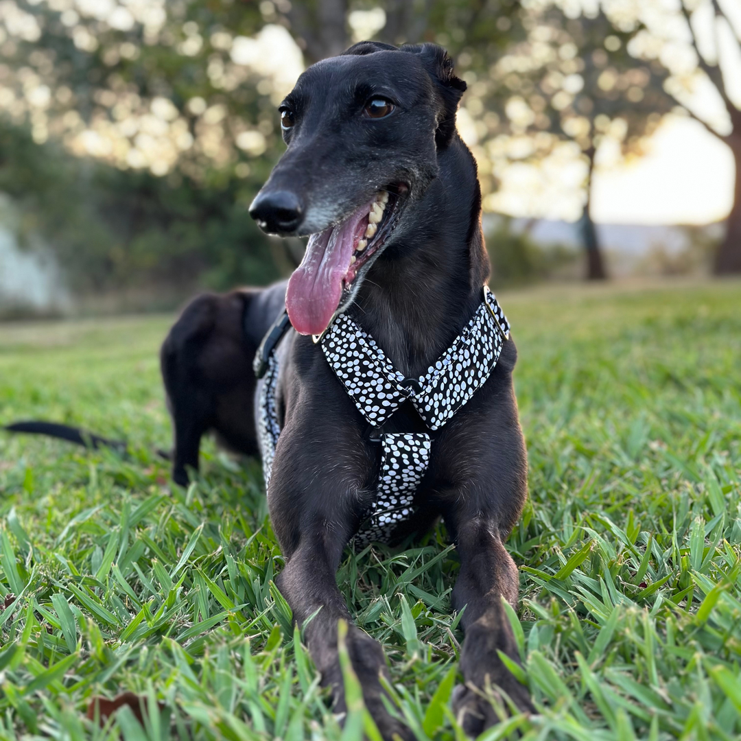 Greyhound harness size clearance