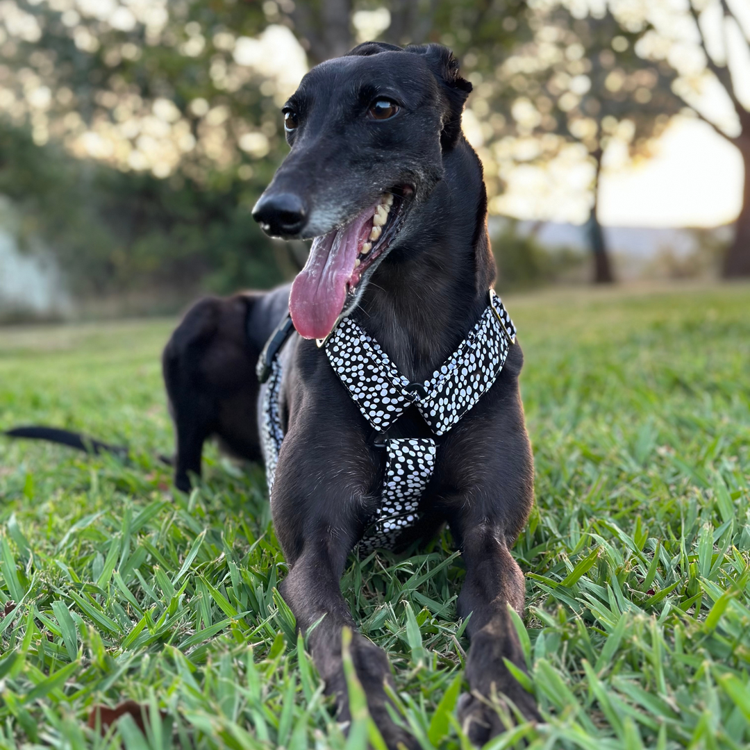 Greyhound harness size best sale