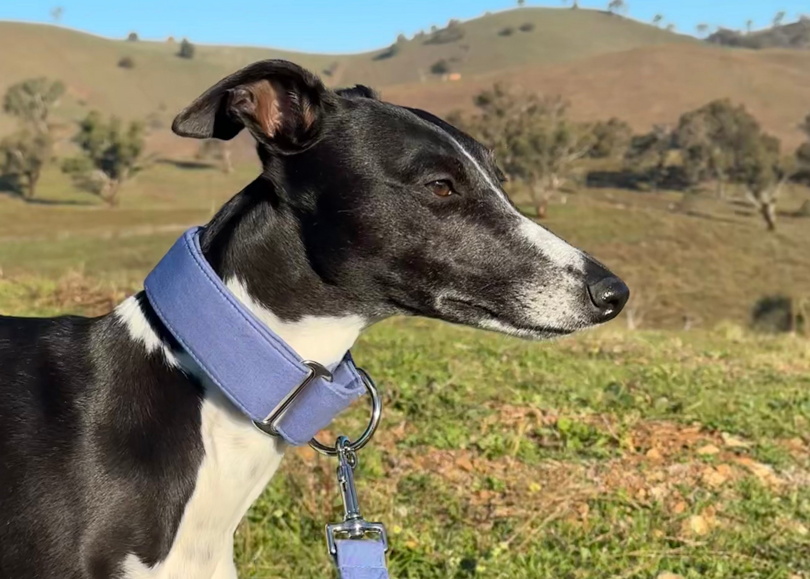 Black and White Whippet wearing solid blue martingale collar and leash.