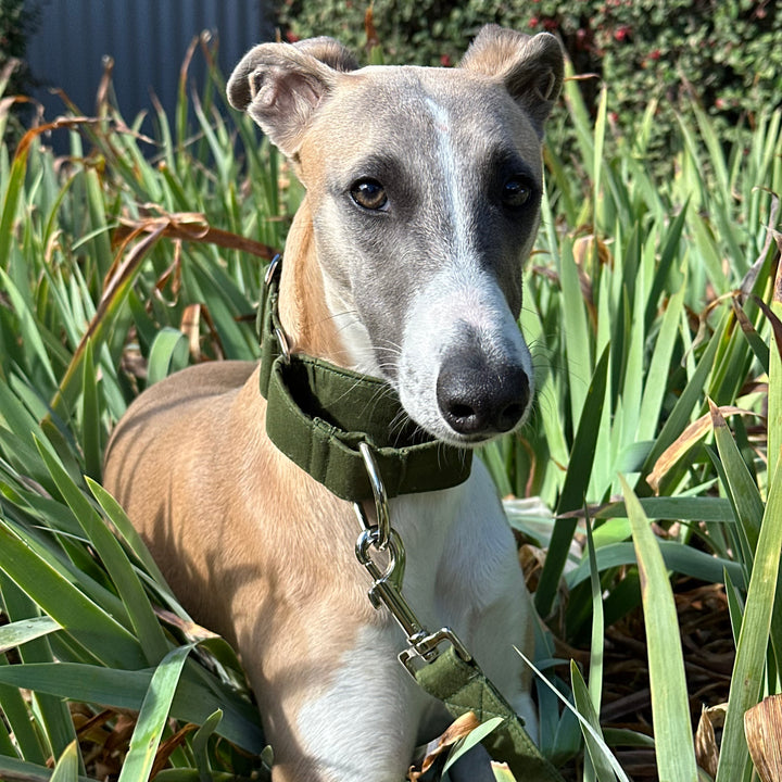 Martingale Collar in Forrest Green on a tan whippet